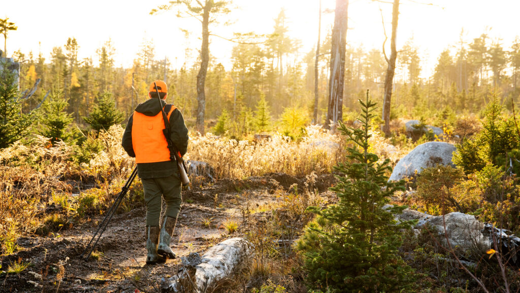A teen deer hunting in the autumn in North America.
