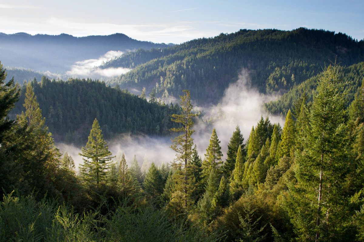 paul-summers-ArtVJ-217Cw-unsplash Drone shot of lush, dense, green forest on mountain